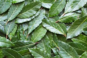 Fresh bay leaves