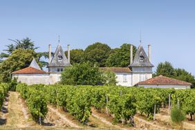 Vineyard in the French Charente region in France.