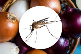 A mosquito and onions.