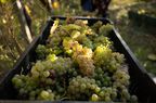 Freshly picked grapes at a vineyard.