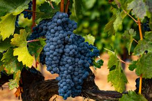 Tempranillo Wine Guide 