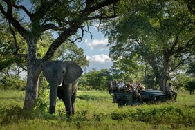 Singita Sabi Sand Elephant on Gamedrive