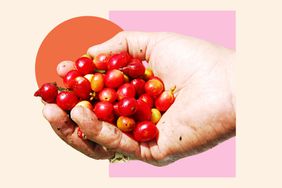 A hand holding coffee berries