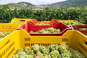 Detail of Harvest in Franciacorta, Brescia province in Lombardy district, Italy, Europe.