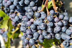 Nebbiolo grapes